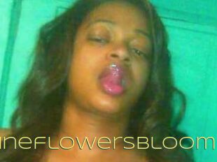 Jasmineflowersbloom